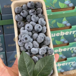 新到blueberry蓝莓，上海团购蓝莓